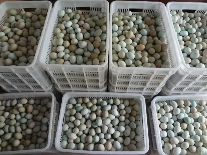 绿壳鸡蛋50g以下食用