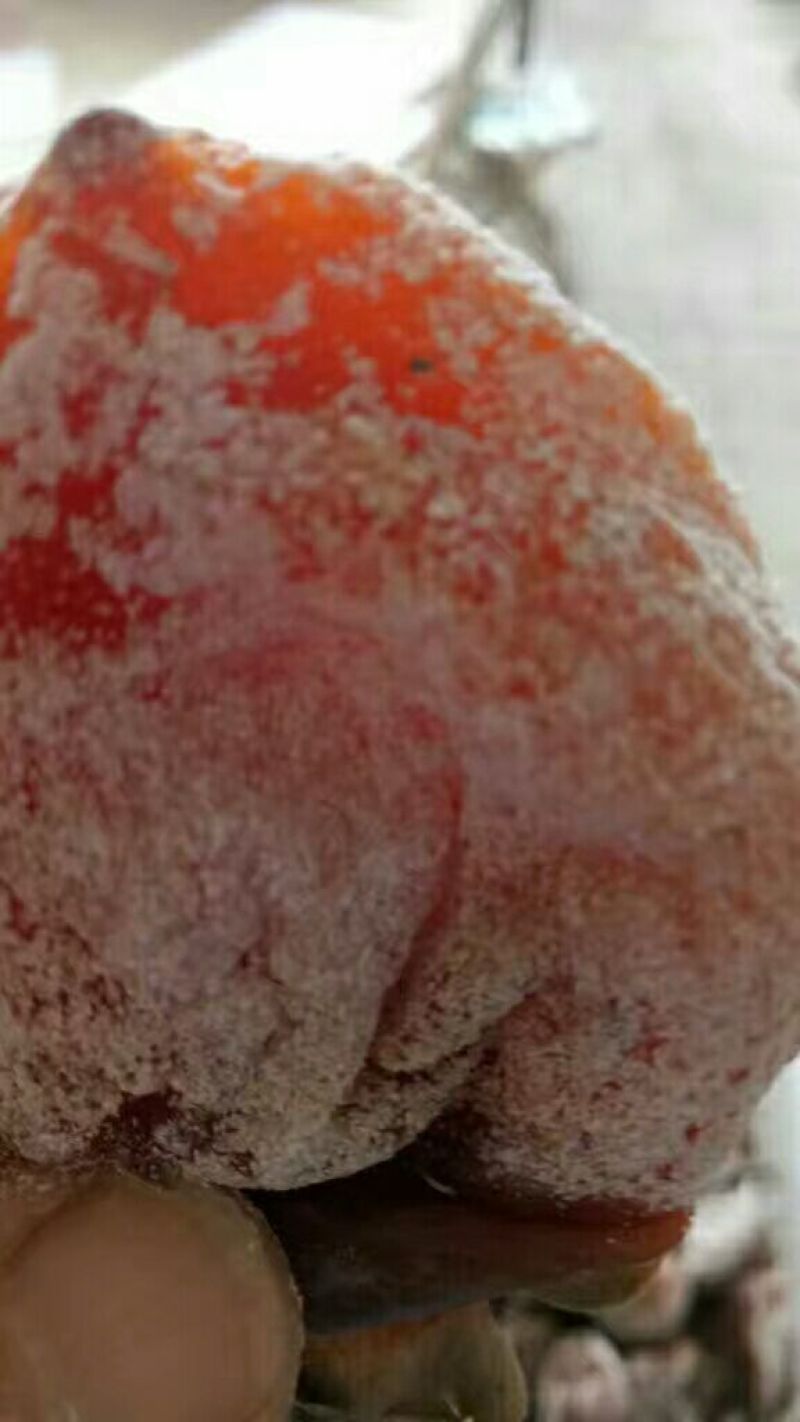 柿饼1~2两