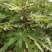 无花果苗红心无花果优质无花果苗1-5年苗