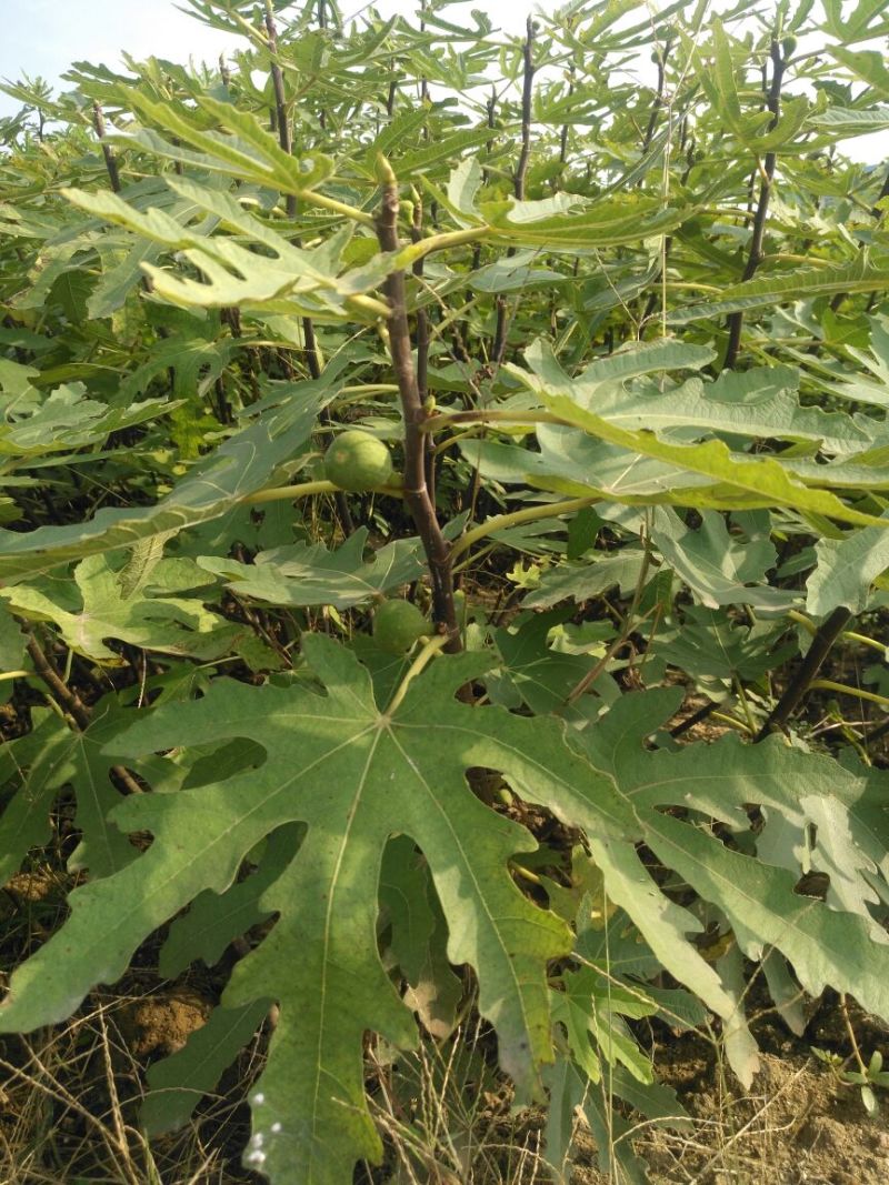 无花果苗红心无花果优质无花果苗1-5年苗