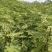无花果苗红心无花果优质无花果苗1-5年苗