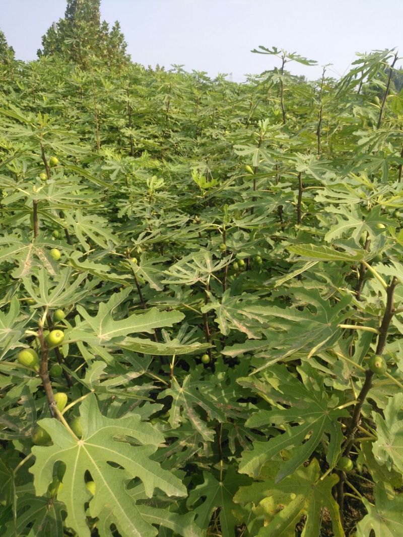 无花果苗红心无花果优质无花果苗1-5年苗