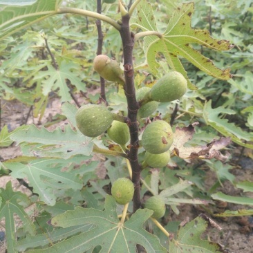 无花果苗红心无花果优质无花果苗1-5年苗