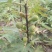 无花果苗红心无花果优质无花果苗1-5年苗