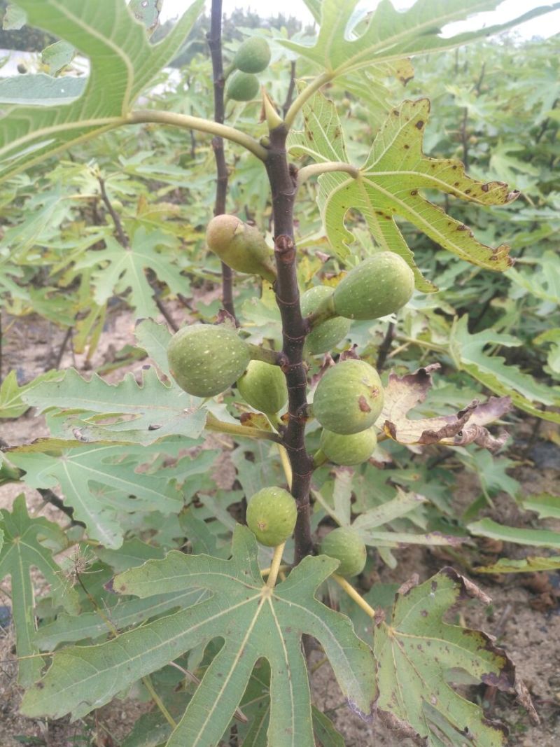 无花果苗红心无花果优质无花果苗1-5年苗