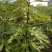 无花果苗红心无花果优质无花果苗1-5年苗