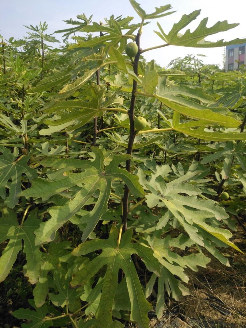 无花果苗红心无花果优质无花果苗1-5年苗
