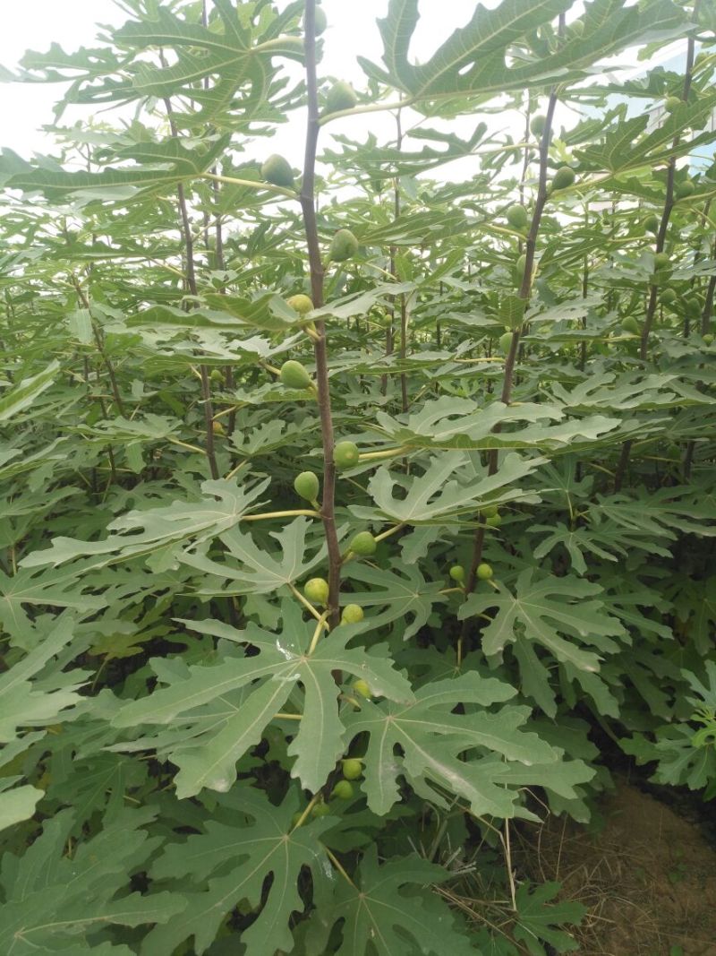 无花果苗红心无花果优质无花果苗1-5年苗