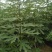 无花果苗红心无花果优质无花果苗1-5年苗