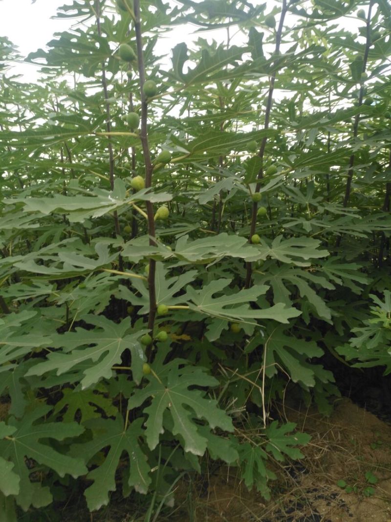 无花果苗红心无花果优质无花果苗1-5年苗