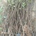 无花果苗红心无花果优质无花果苗1-5年苗