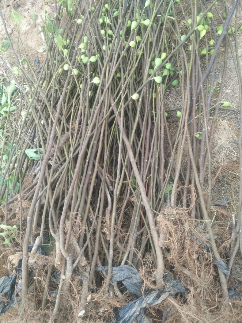 无花果苗红心无花果优质无花果苗1-5年苗