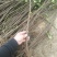 无花果苗红心无花果优质无花果苗1-5年苗