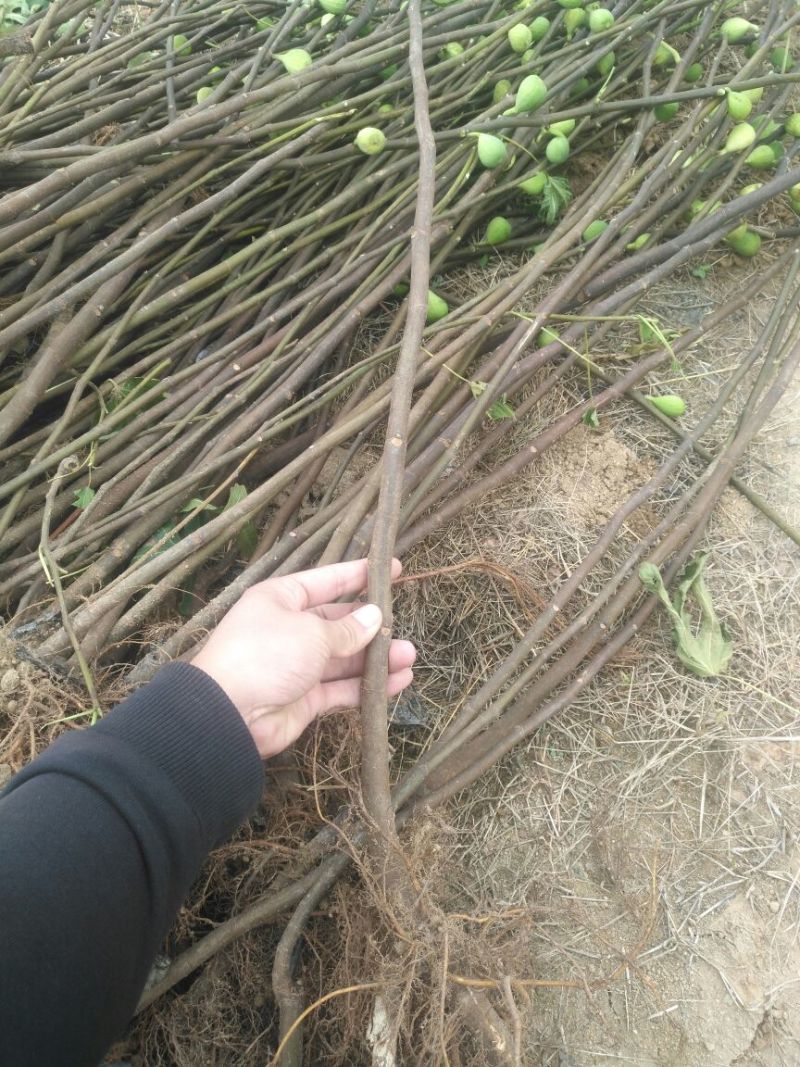 无花果苗红心无花果优质无花果苗1-5年苗