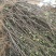 无花果苗红心无花果优质无花果苗1-5年苗