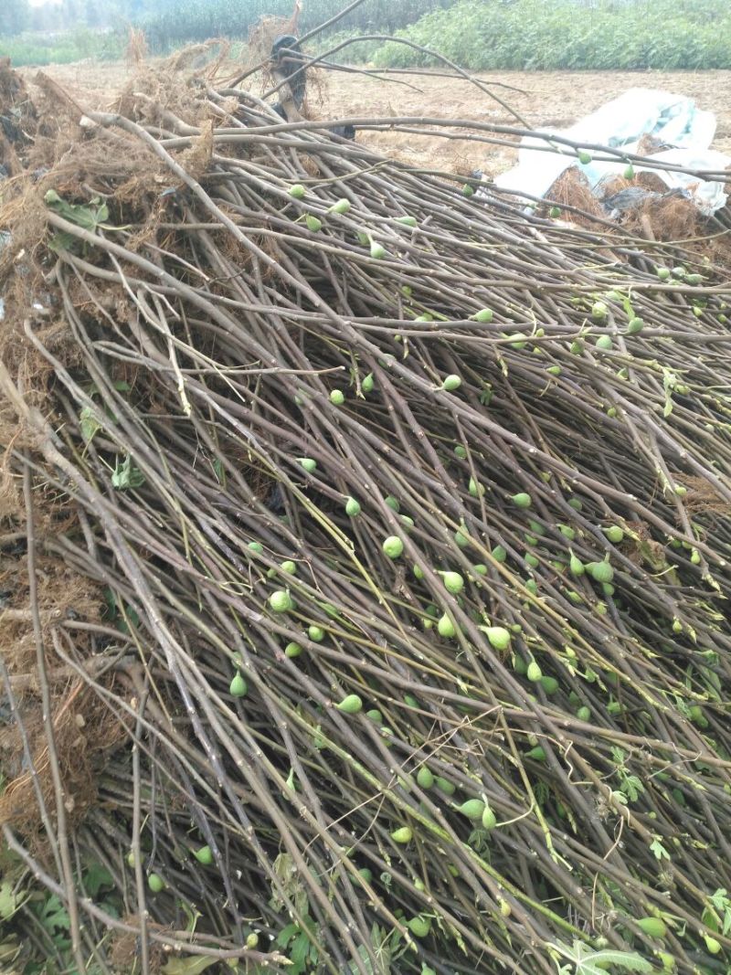 无花果苗红心无花果优质无花果苗1-5年苗