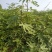 无花果苗红心无花果优质无花果苗1-5年苗