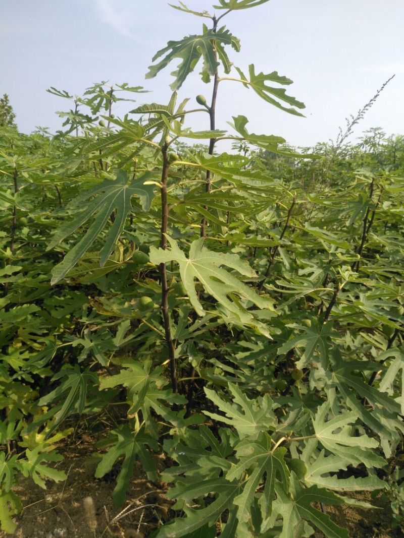 无花果苗红心无花果优质无花果苗1-5年苗