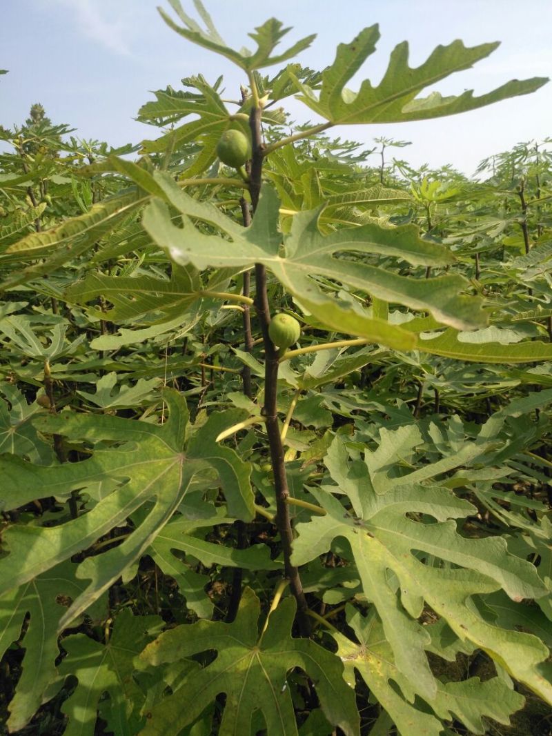 无花果苗红心无花果优质无花果苗1-5年苗