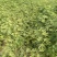 无花果苗红心无花果优质无花果苗1-5年苗