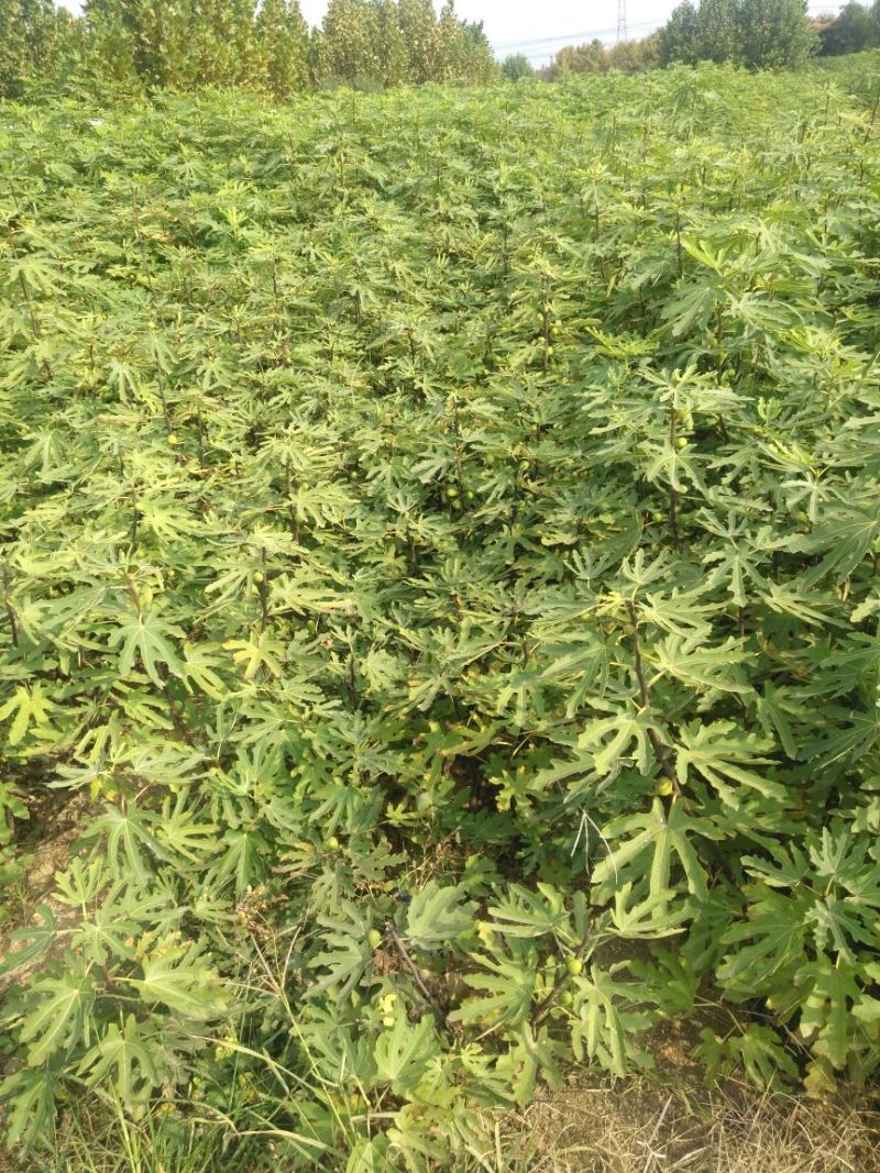 无花果苗红心无花果优质无花果苗1-5年苗
