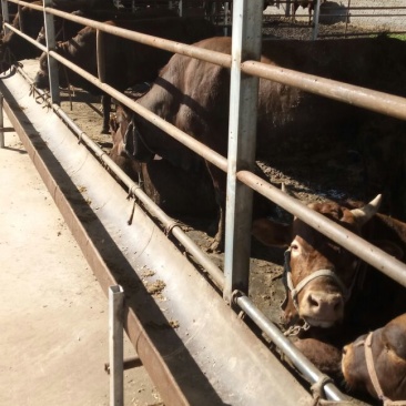 成年肉牛1000斤以上