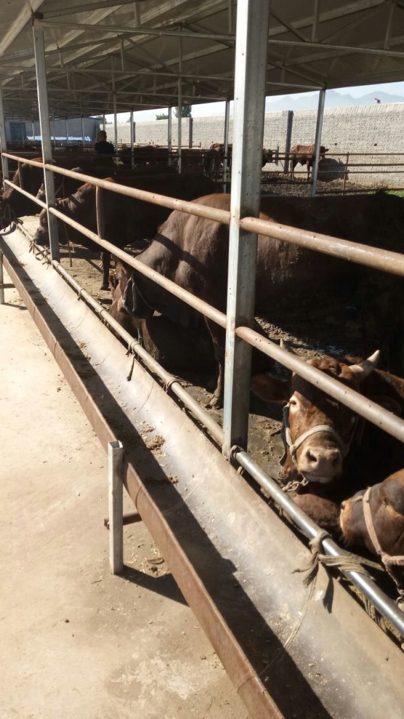 成年肉牛1000斤以上