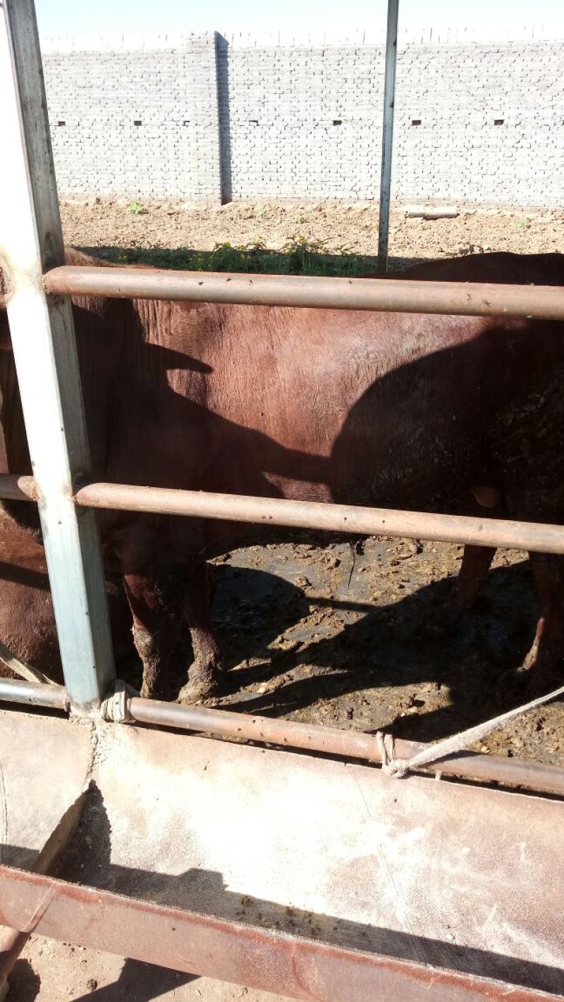 成年肉牛1000斤以上