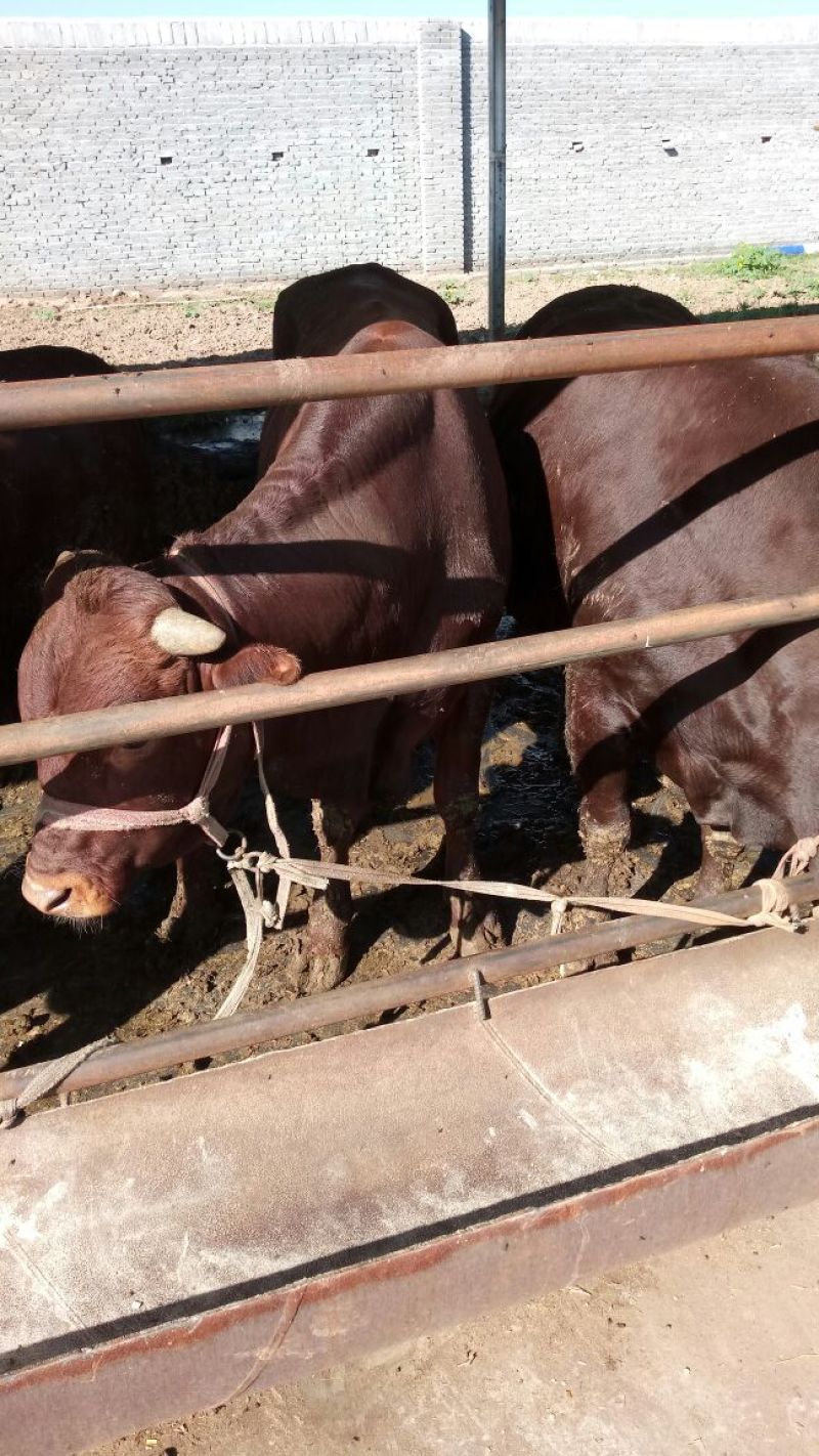 成年肉牛1000斤以上