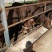 成年肉牛1000斤以上
