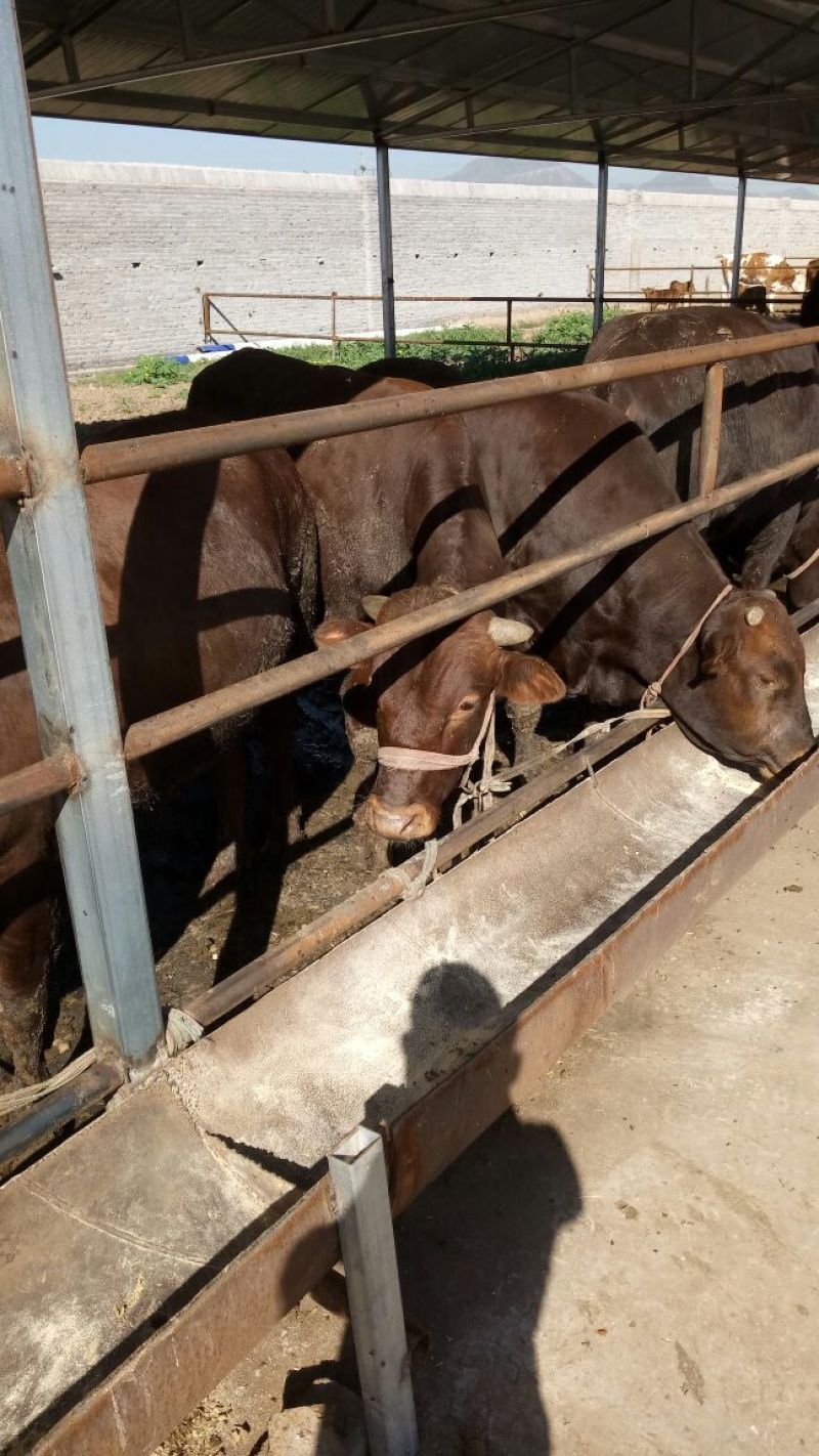 成年肉牛1000斤以上
