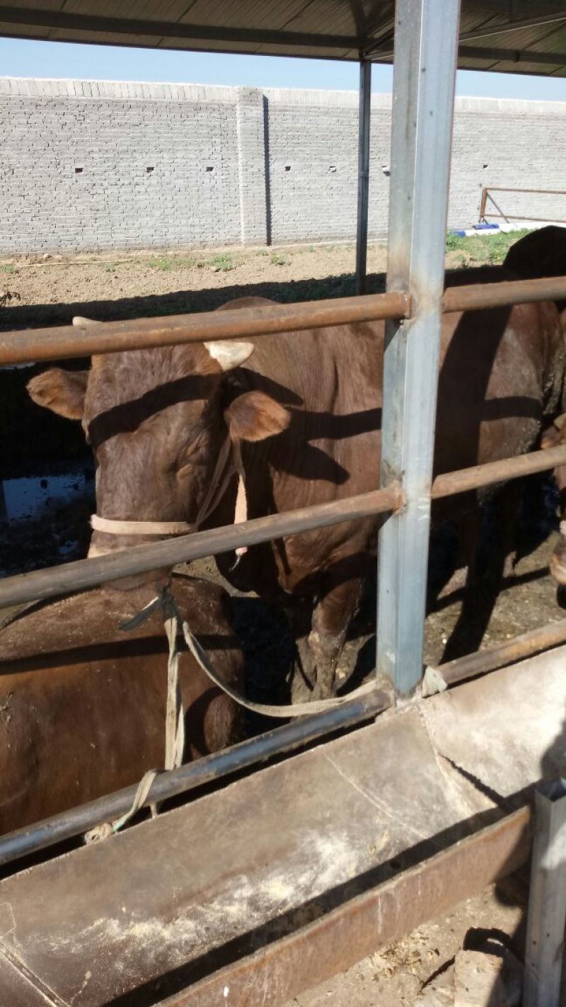 成年肉牛1000斤以上