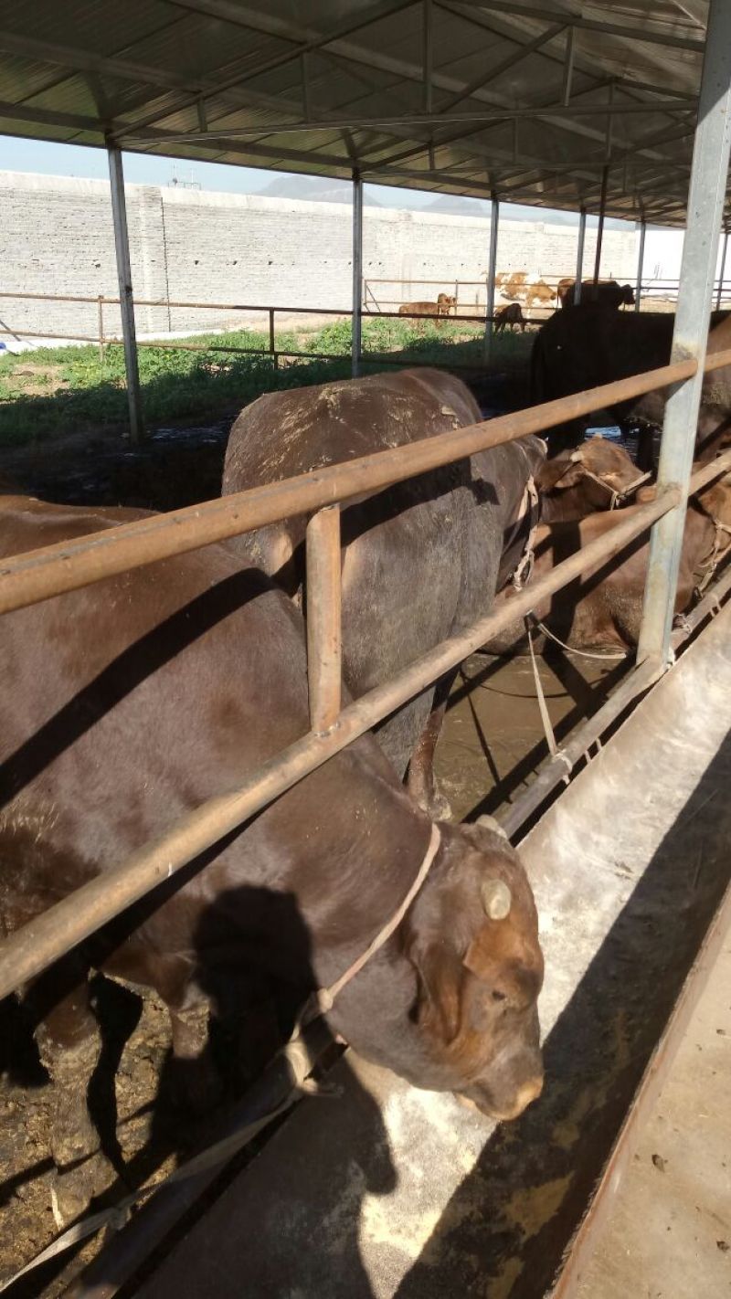成年肉牛1000斤以上