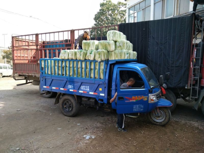 滕州大白菜基地市场酸菜厂货源充足质量保证商超对接