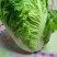 白菜4~6斤净菜，大量上市，欢迎采购