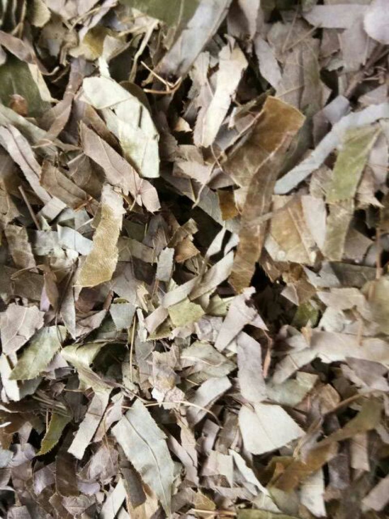 淫羊藿切段全叶