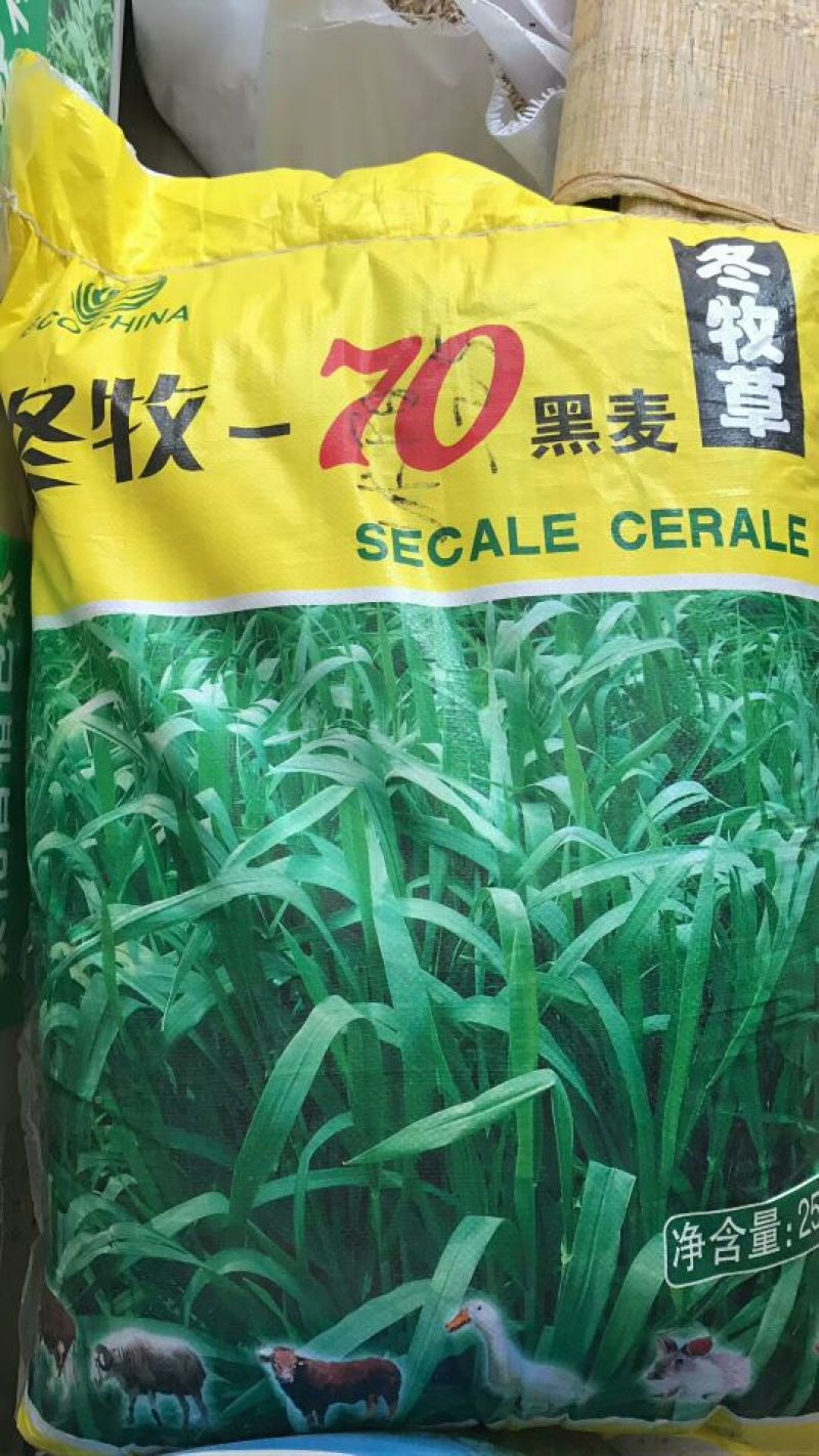 冬牧70黑麦草种95%以上