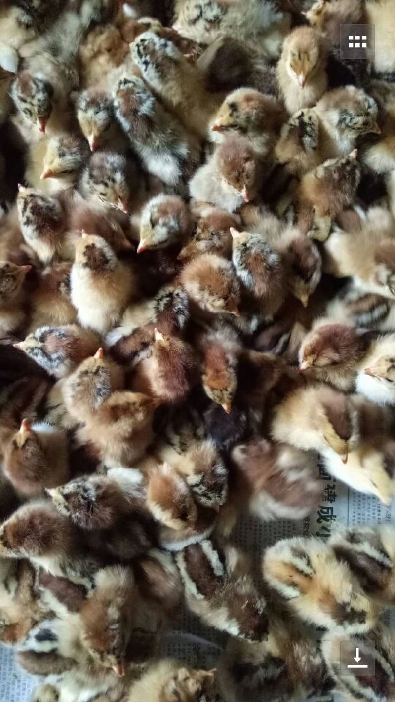 良凤花鸡苗出壳苗250克以下雌