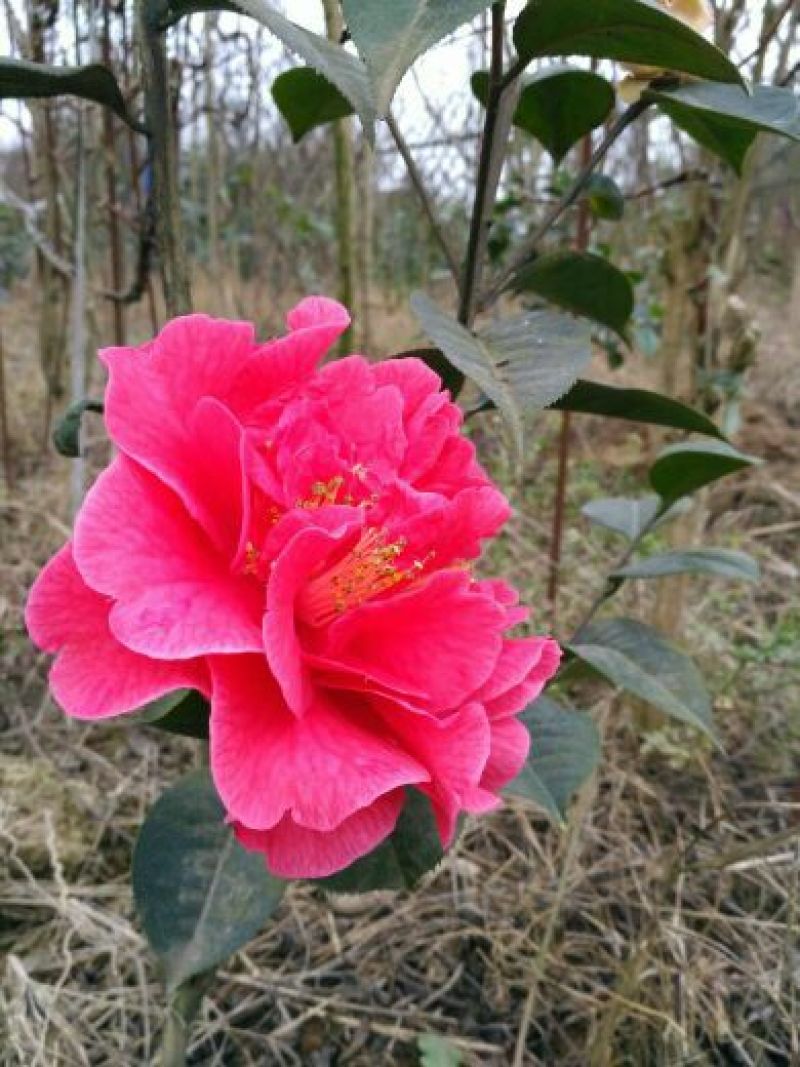 茶花山茶花大红茶花苗种植户基地直销