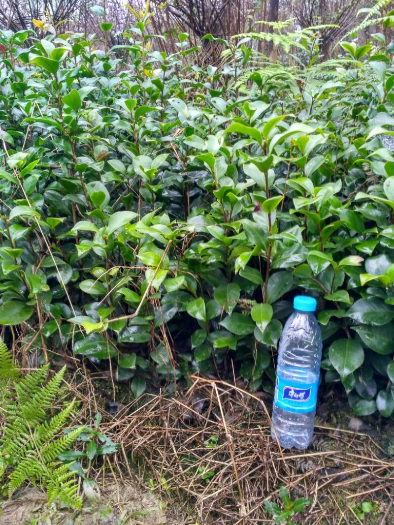 茶花山茶花大红茶花苗种植户基地直销