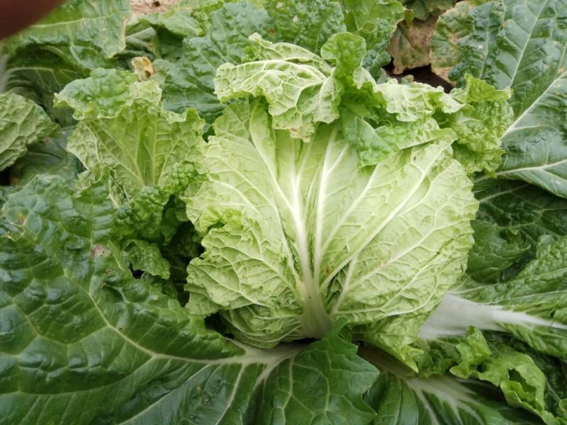 新乡小包菜净菜