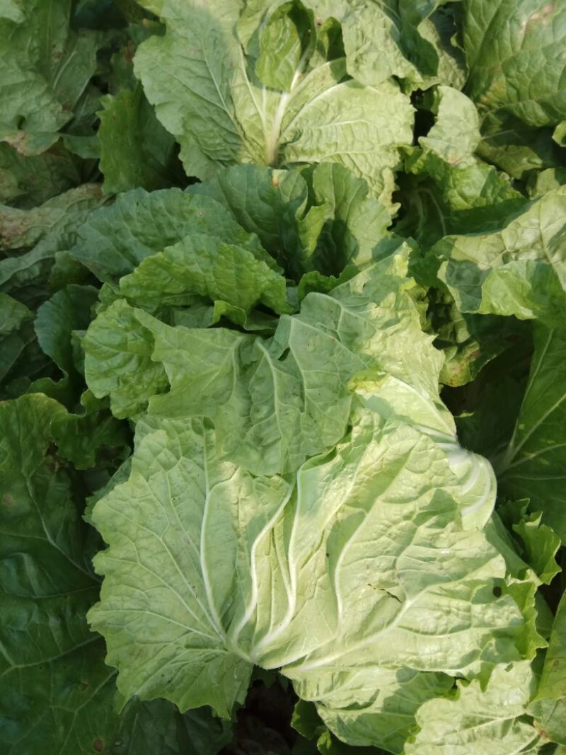 新乡小包菜净菜