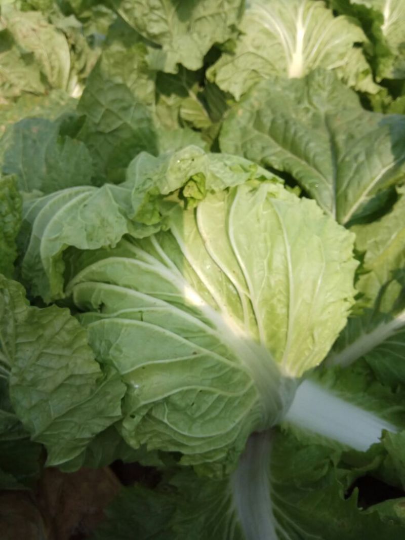 新乡小包菜净菜