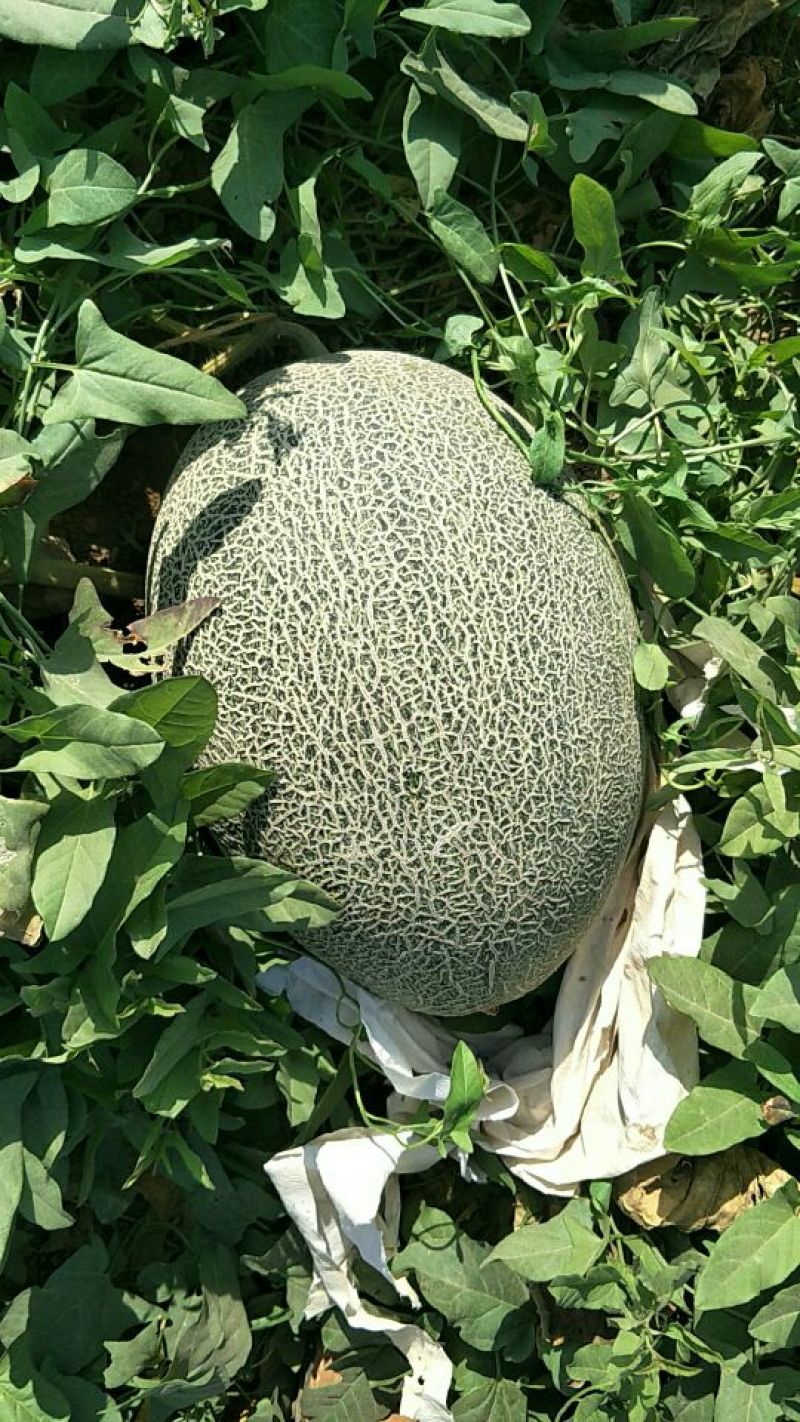 鄯善哈密瓜5斤以上椭圆形
