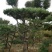 造型松10公分