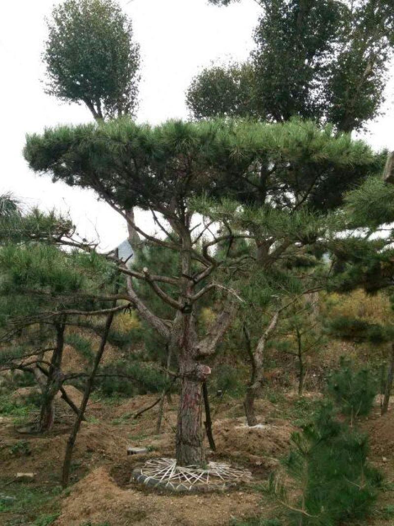 造型松10公分