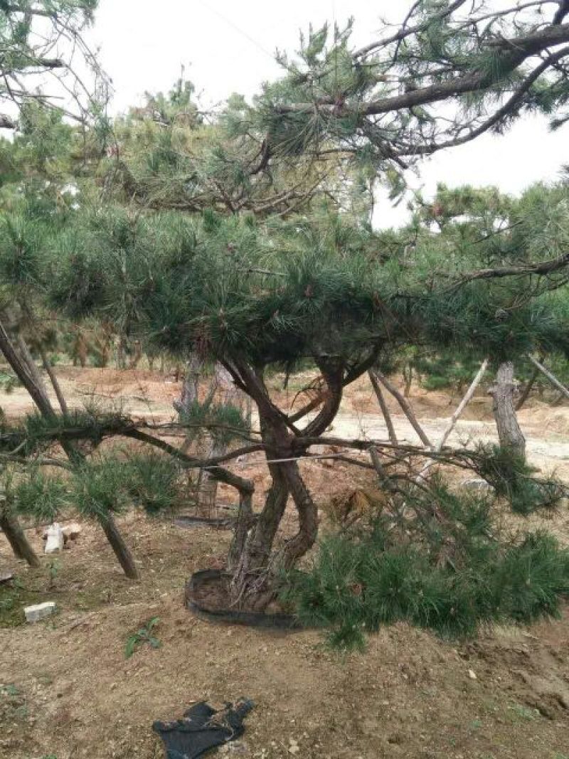造型松10公分