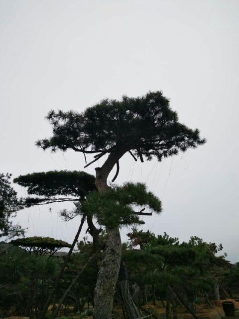 造型松10公分