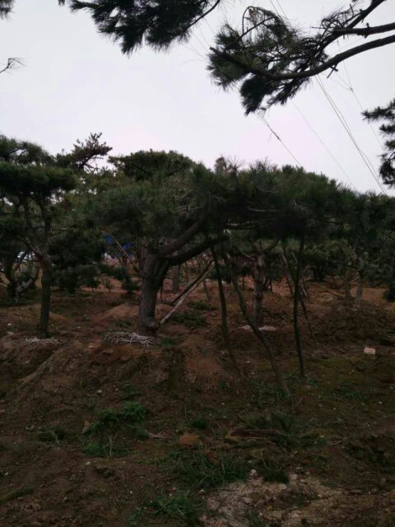 造型松10公分