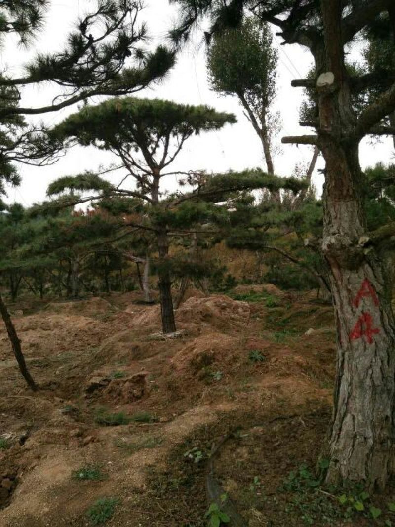 造型松10公分